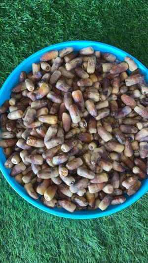 تمر نغال جريجرو