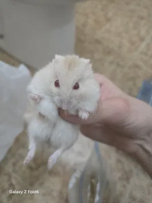 همستر روسي مع اغراضه للبيع hamster for sell