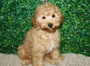 Adorable and Healthy,puppies ready for a loving home.