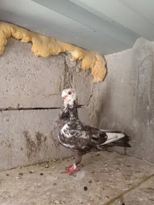 طيره ذبانيه شغاله