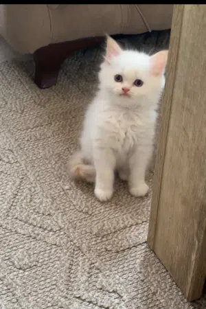 3 Kitten 2 and  half months Mix Persian and British looking for a new home.