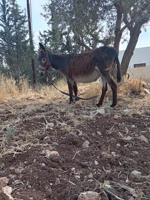 Donkeys2