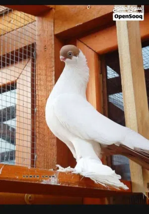 مطلوووووب طيره بالونيه