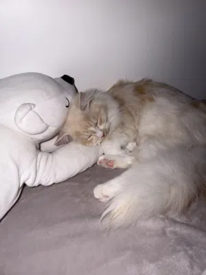Cute Persian Kitten 7 Months Old