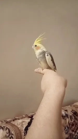 للبيع كروان أليف ويقبل المسح لعوب الذيل مقصوص واضح في الصوره