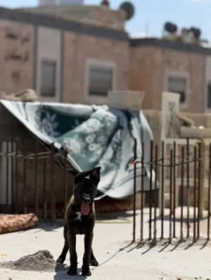 جرو بلجم مالينو دم حاميي بسم الله ما شاء الله