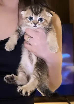 Scottish fold kitten