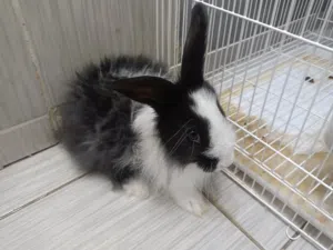 Rabbit+Cage Rabbit 5 month  Female only