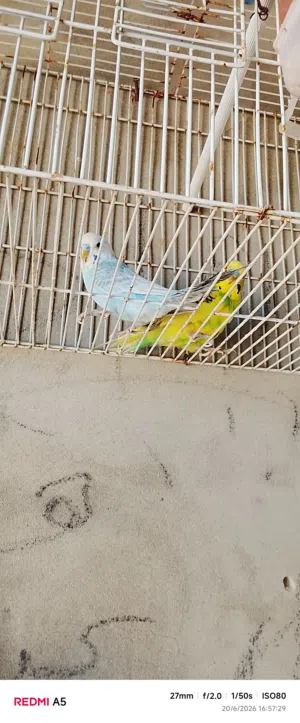 زوز دكوره واحد جناحه مكسر وتاني ربي يبارك