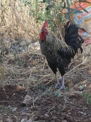 متوفر ديكين سعر الديك 4 د