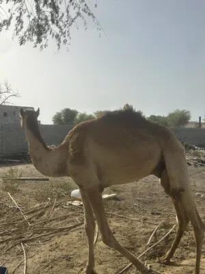 اقراء الوصف مهم