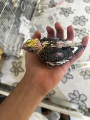 فرخ كروان لون مميز