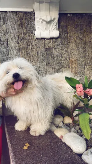Dog for sale/ كلب للبيع