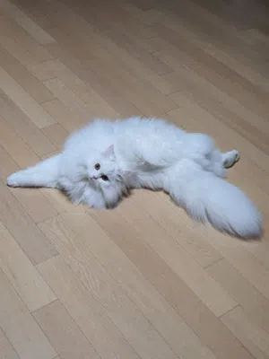 I want to sell this cat with the child and I live in Jeddah, Saudi Arabia.