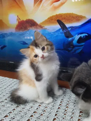 VERY  CUTE  MAMA CAT AND KITTEN &  ADOPTION
