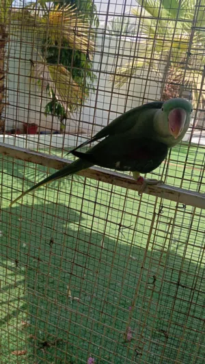 نيبالي سوبر جامبو تابع الوصف