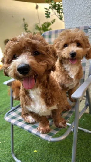 2 Male Multipoo Brothers – 16 Months  Fully Vaccinated 2  المالتيبو ذكور – مطعمين  16 شهر