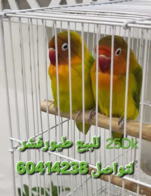 طيور فشر للبيع