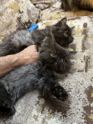 اسمه شقاوه وهو شقاوه قط عسل جدا وشقي