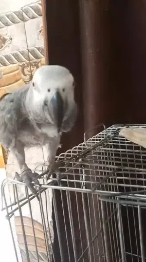 كاسكو اليف محلق