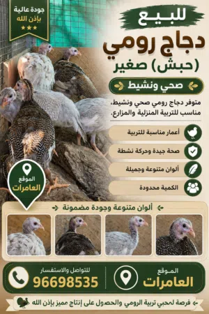 للبيع دجاج حبشي صغير // كانجا
