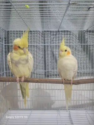 Cockatiel pair