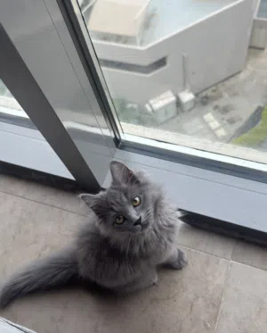 Persian Mix Nebelung Healthy Kitten