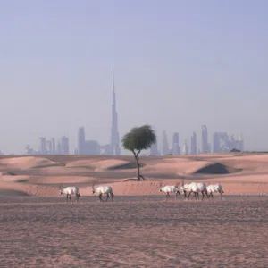 مسلم المحروقي 