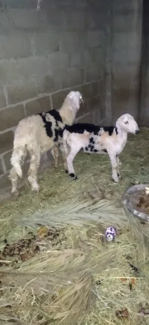 حمله وكبش للبيع