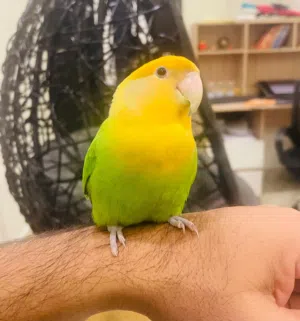 Lovebird  Single with cage