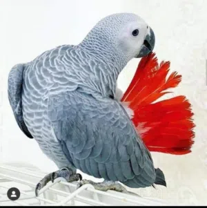 مطلوب كاسكو افريقي