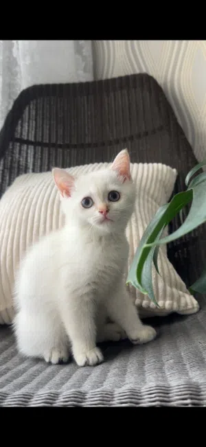 للبيع كتن سكوتش بيور مسجل wcf high quality kitten