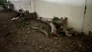 حطب شجره صباره
