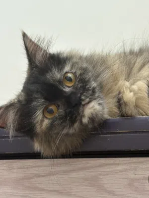 قطة شيرازي 10 شهور شعرها طويل وناعم لونها مخلوط اكثر من لون  متعودة على اللتر بركس وتعرف تستعمله