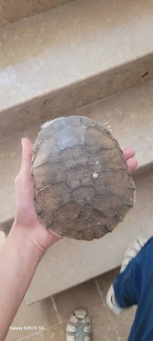 Turtles3