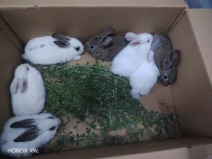 ارانب هولنديه بصحه ممتازه