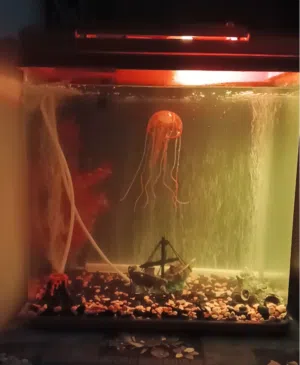 حوض سمك جديد بكامل اغراضه