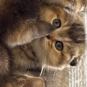UAE cat A