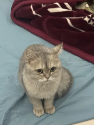 سكوتش ستريت