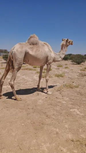 سودانية للبيع