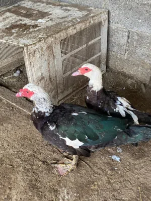 بط مصري زوج منتج