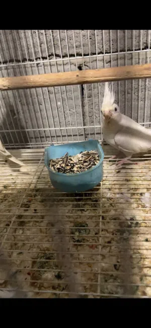 اقره التفاصيل فقط الي يدور طير زين يتفضل تدور ب فلس ونص ماعندي. طيور خط اول خشونه وحجم ومشروطات