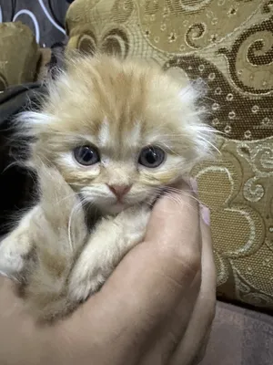 ‏سكوتش فولد‏2