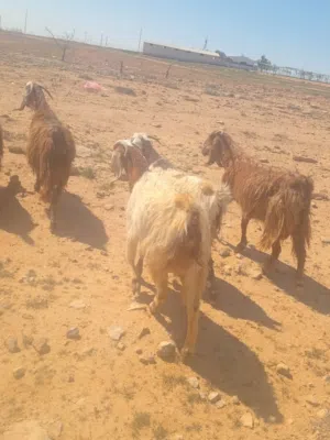 13عنز وتيس رباع خمسه ثنايا وسبعه خناصر وسن