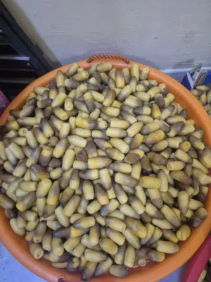 رطب للبيع حسب الطلب