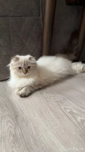 للتبني قطه هملايا