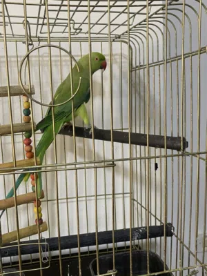 ببغاء دره بدايه طوق بتحكي كلمه الطير حجم جامبو قابل للتدريب مع قفص كاسكو بسعر حرق