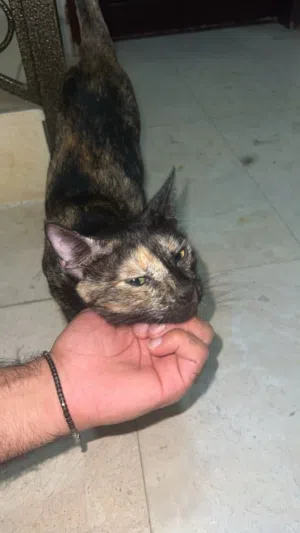 Cat for adoption