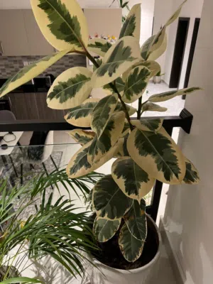 Fecus Elastica Plant 130 CM Height- Ceramic Off White Pot