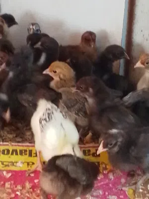 صوص   بلدي عمر اسبوع.  في اليدوده